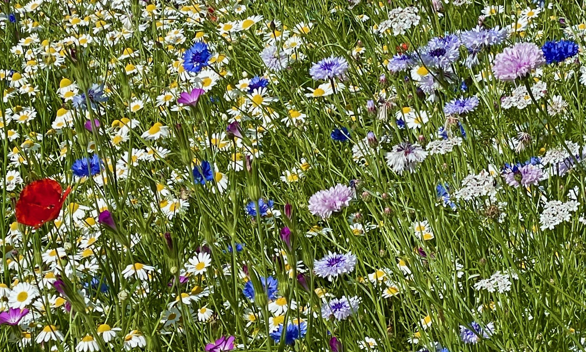 The importance of Wildflowers