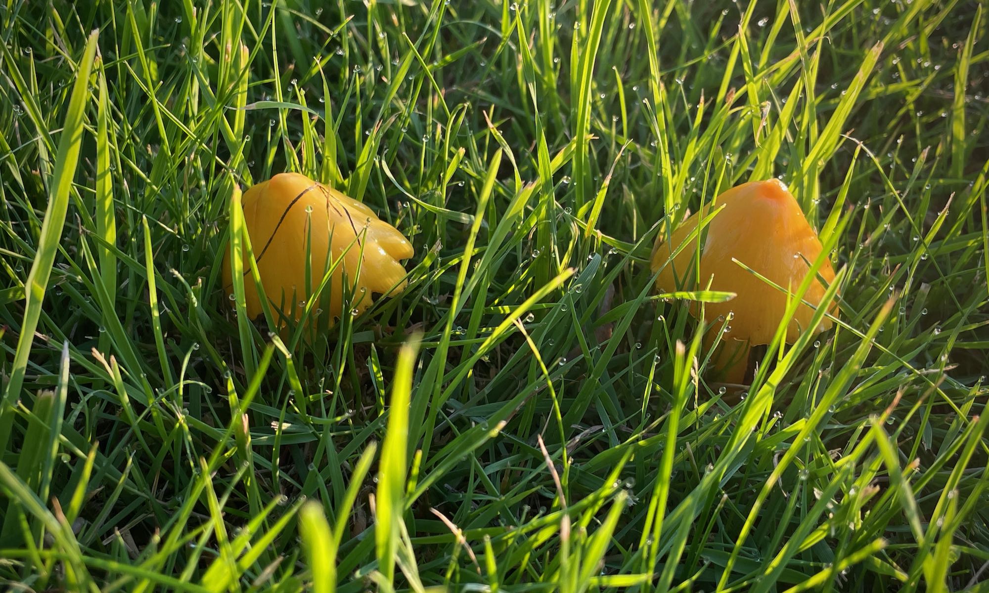 Waxcap Mushrooms