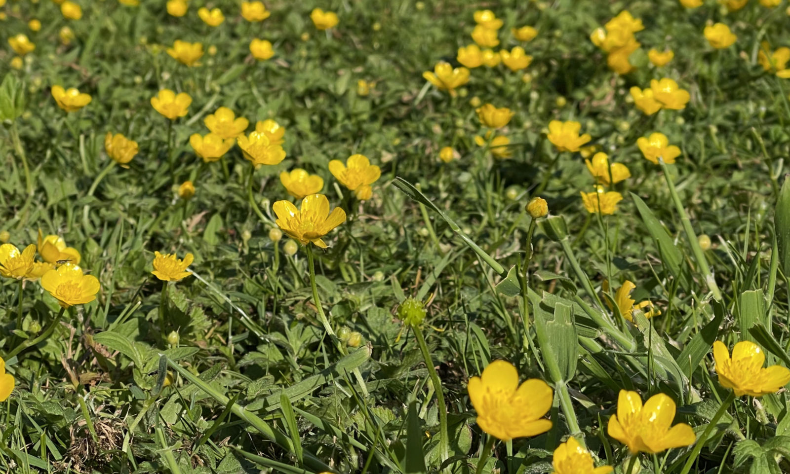 Buttercups