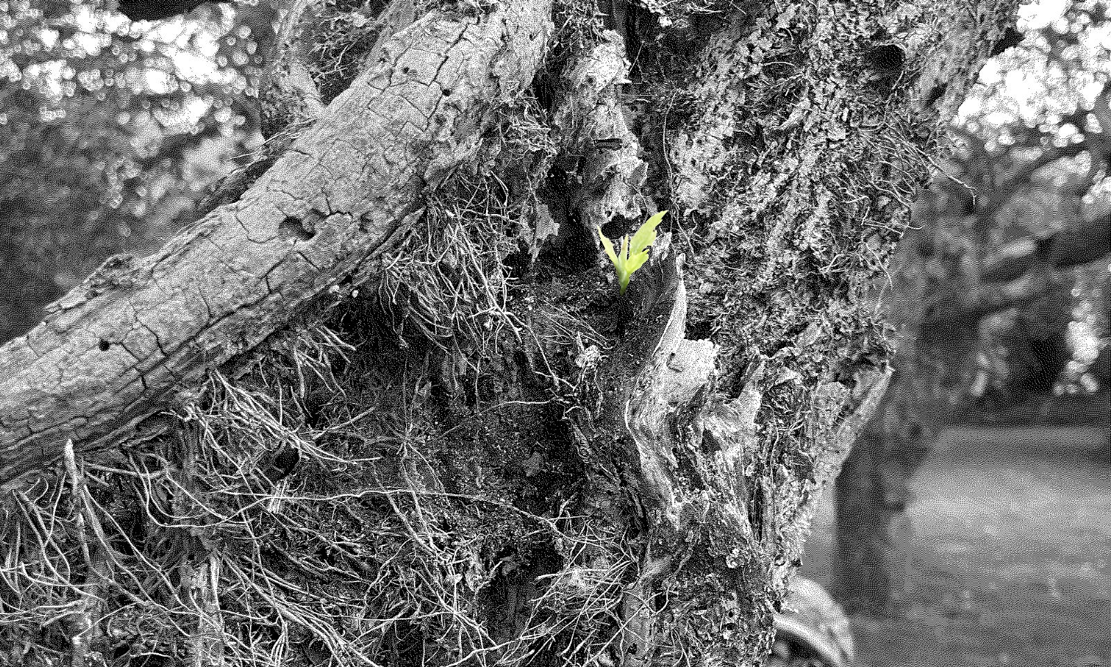 The three lives of a tree