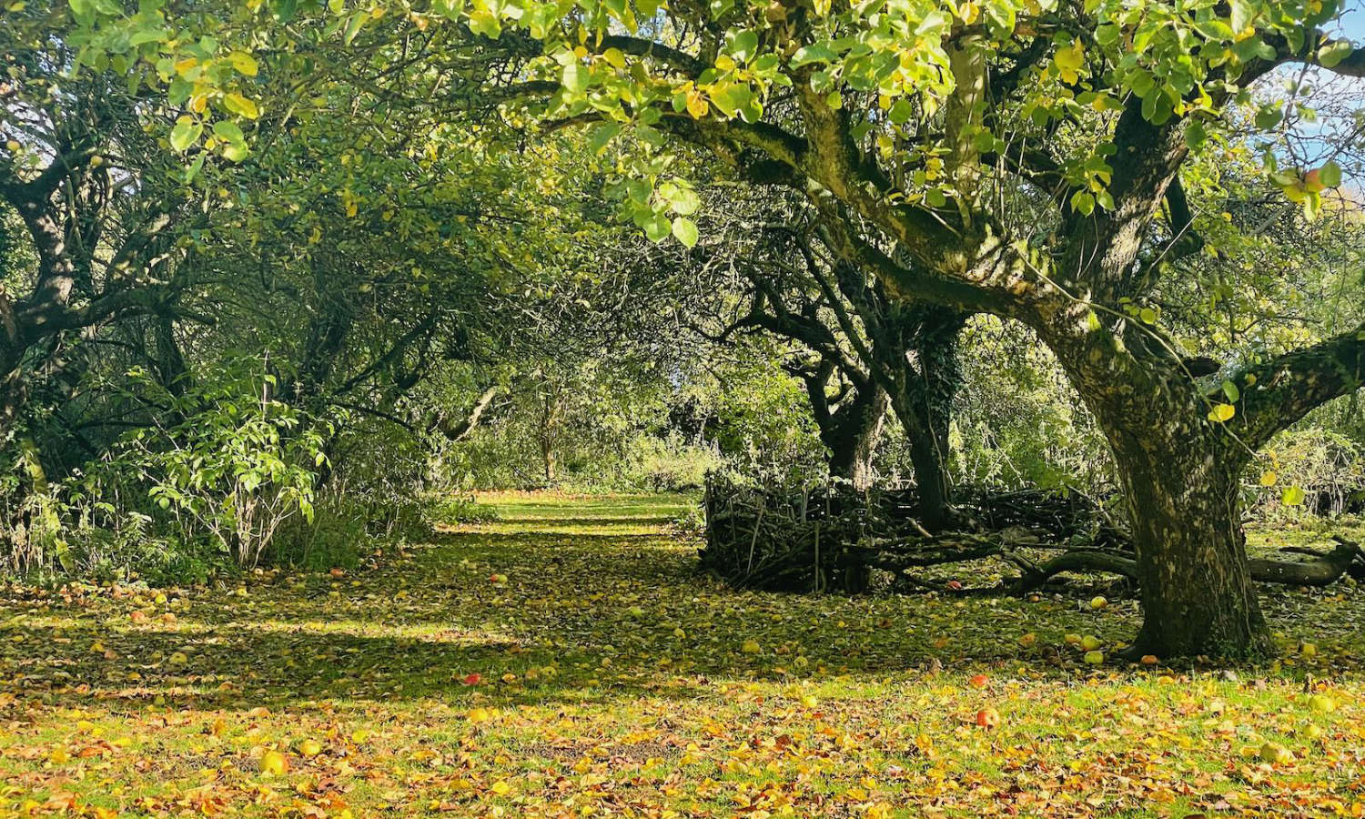 How Apple Trees are made