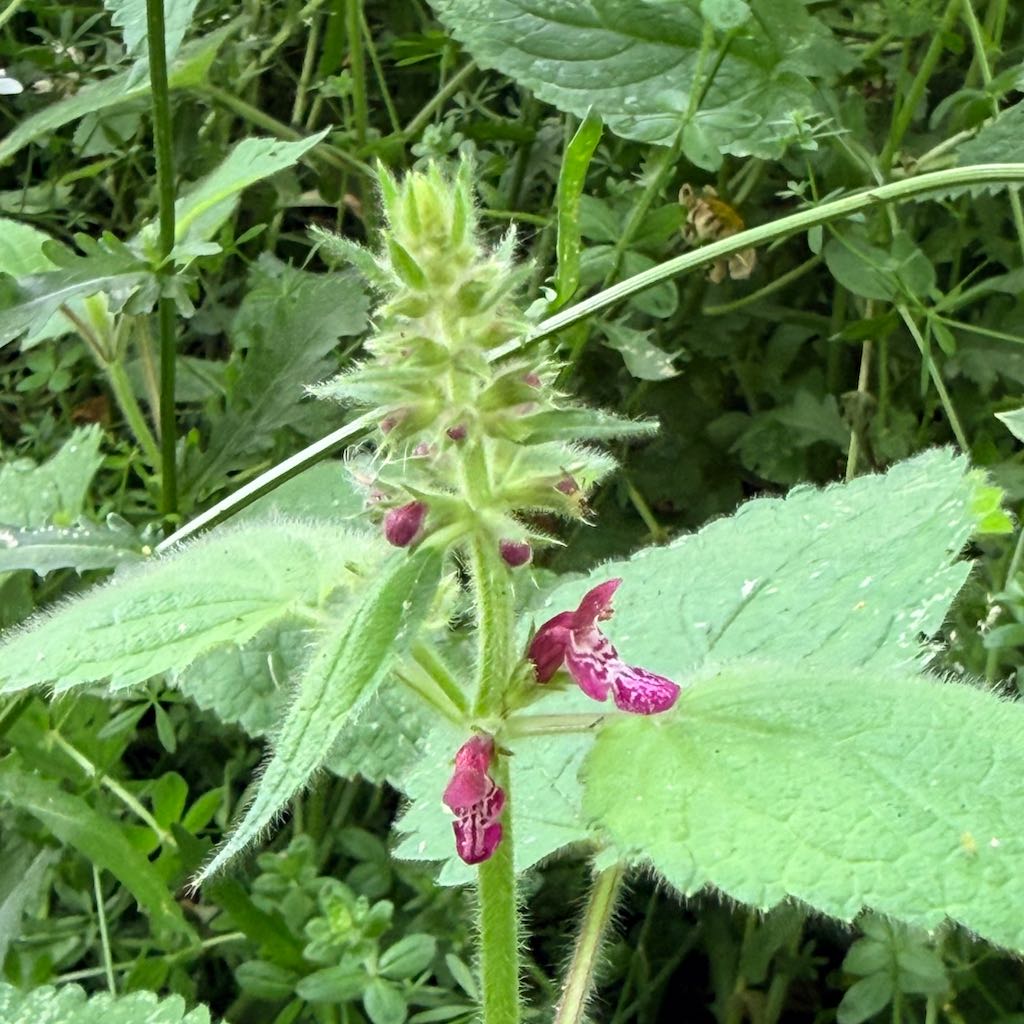 Hedge Woundwort