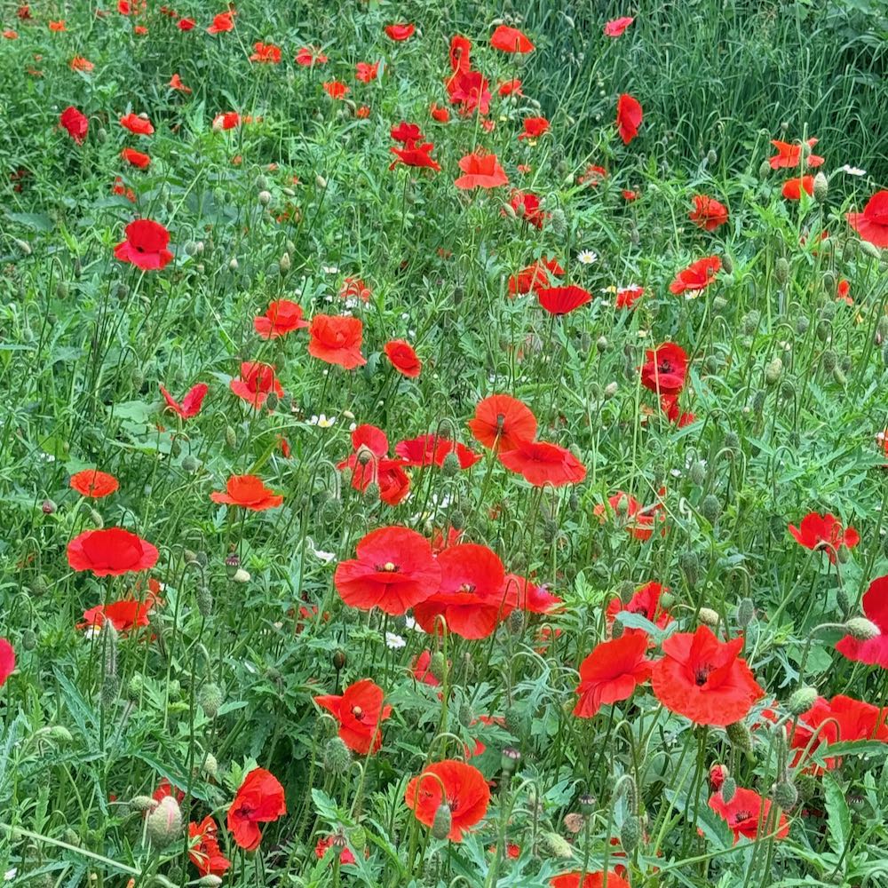 Field Poppy