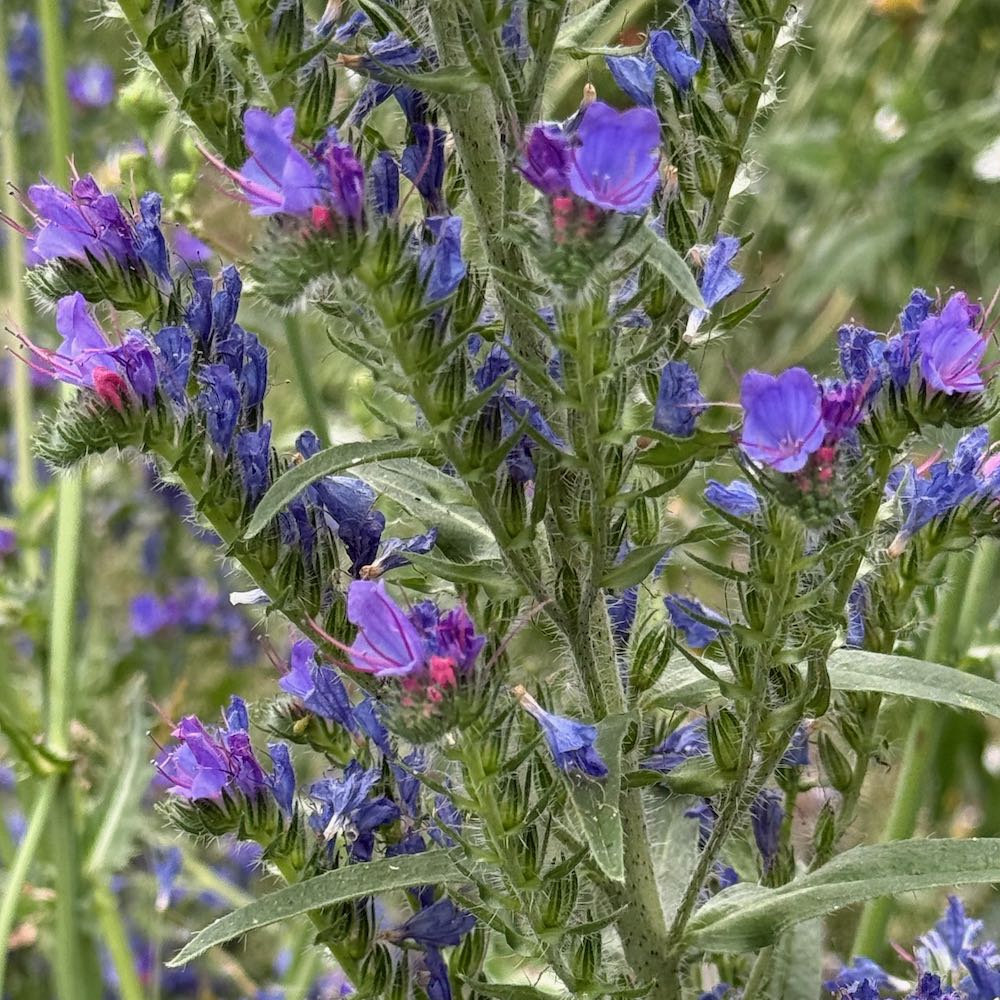 Viper’s Bugloss