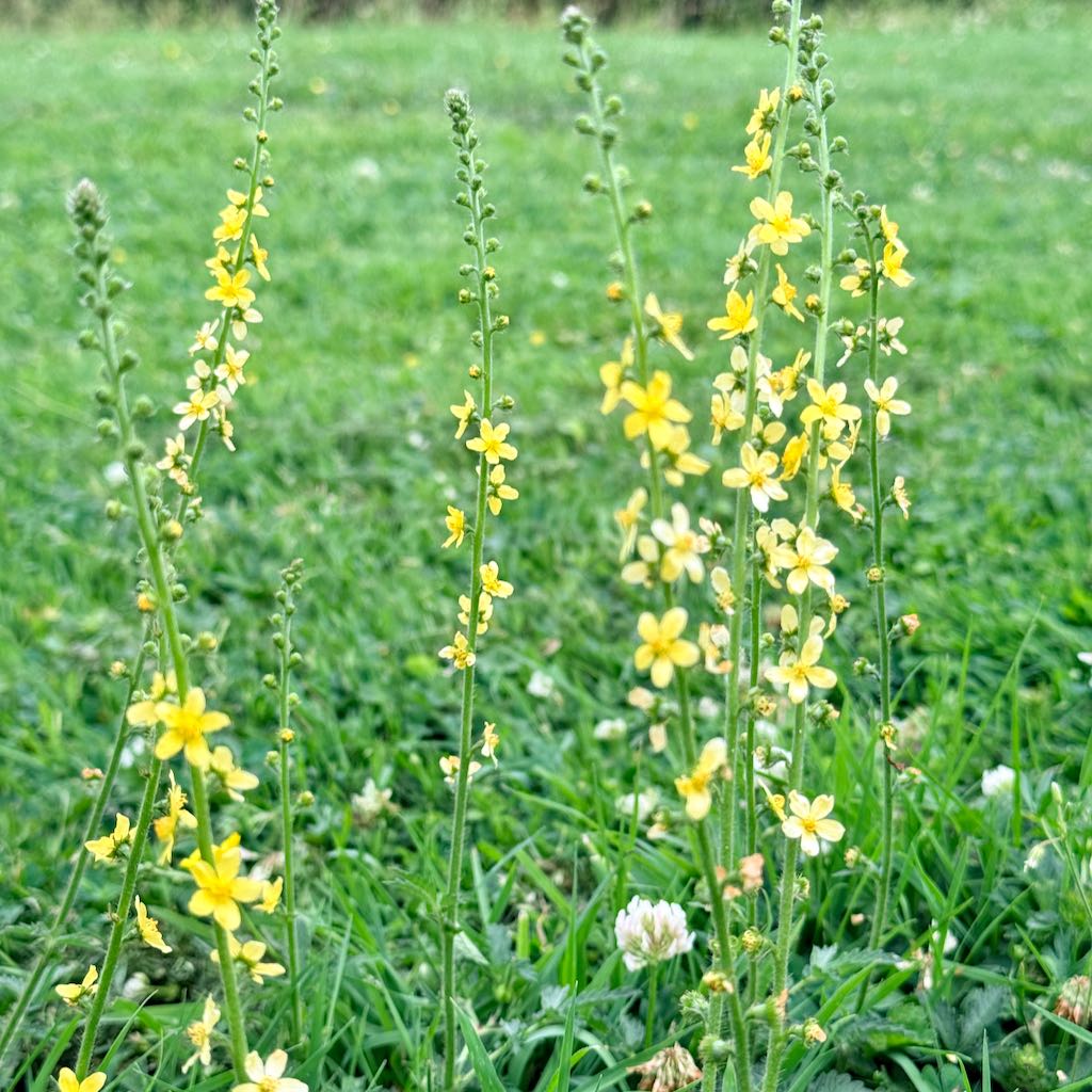 Common Agrimony