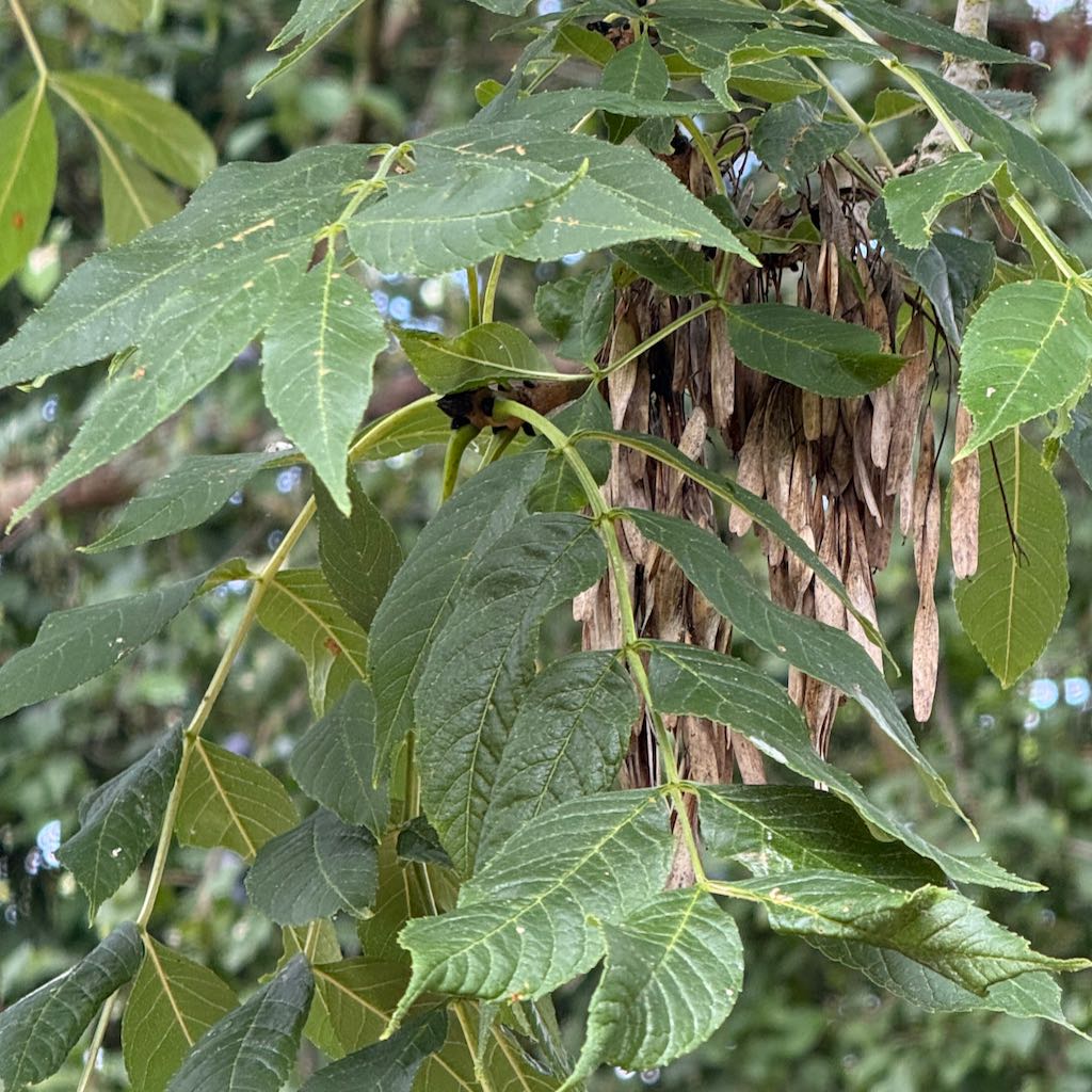 Common Ash