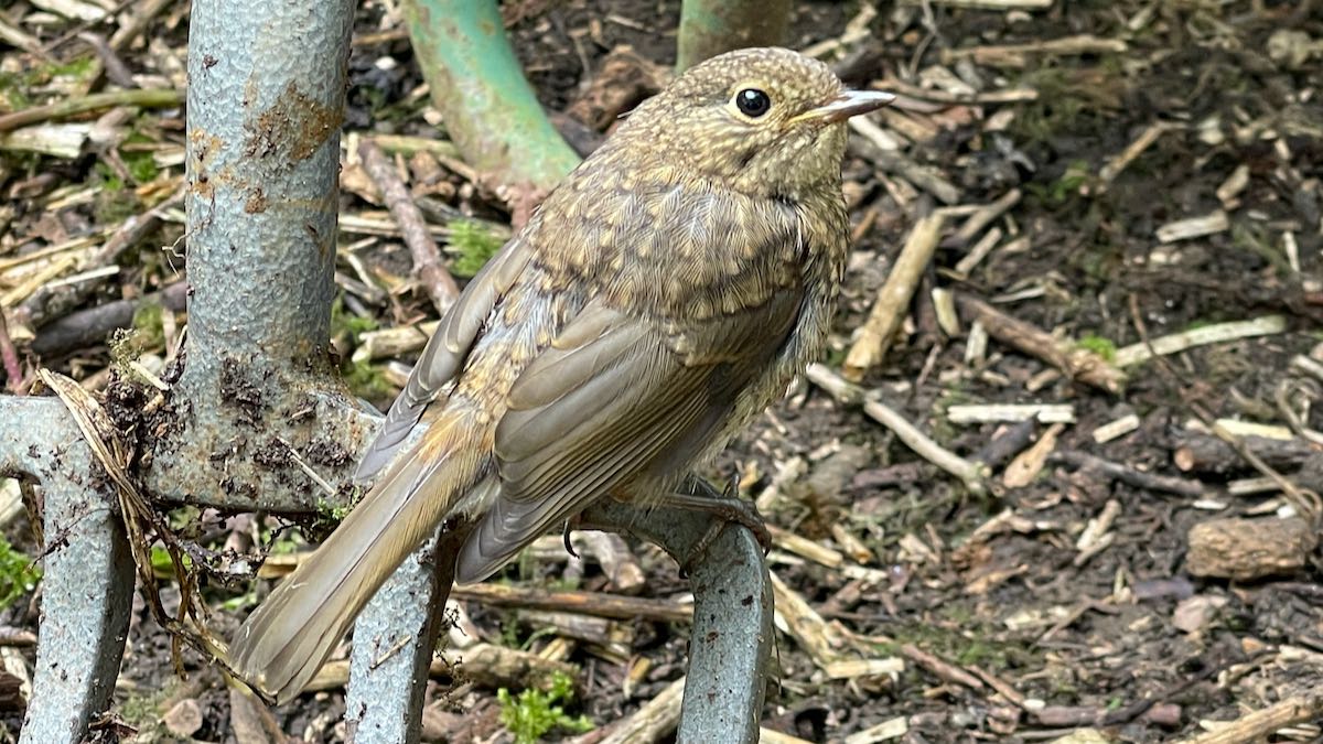 Birds need more than trees