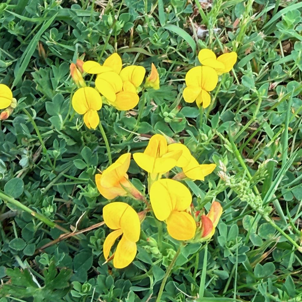 Birdsfoot Trefoil