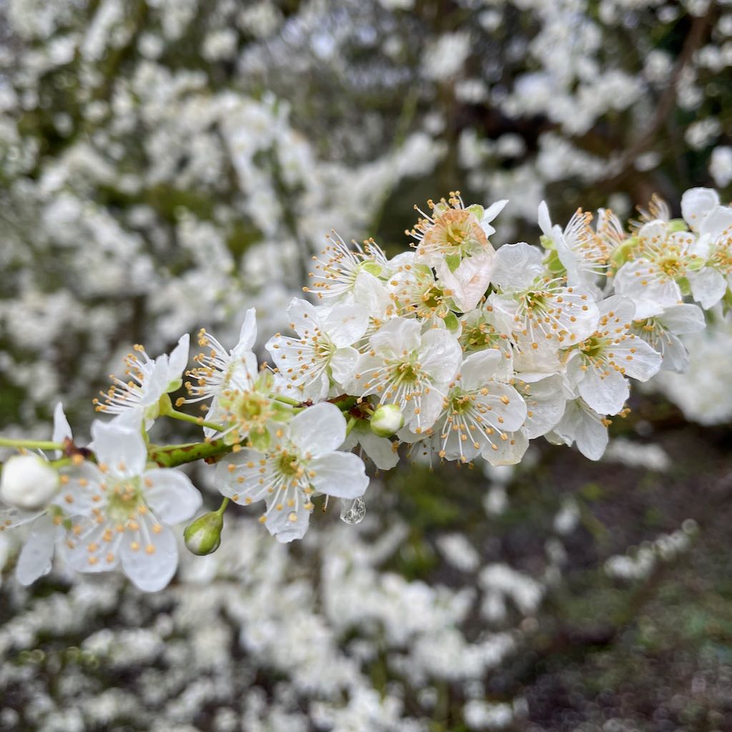 Blackthorn (Sloe)