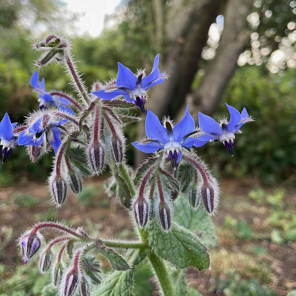 Borage