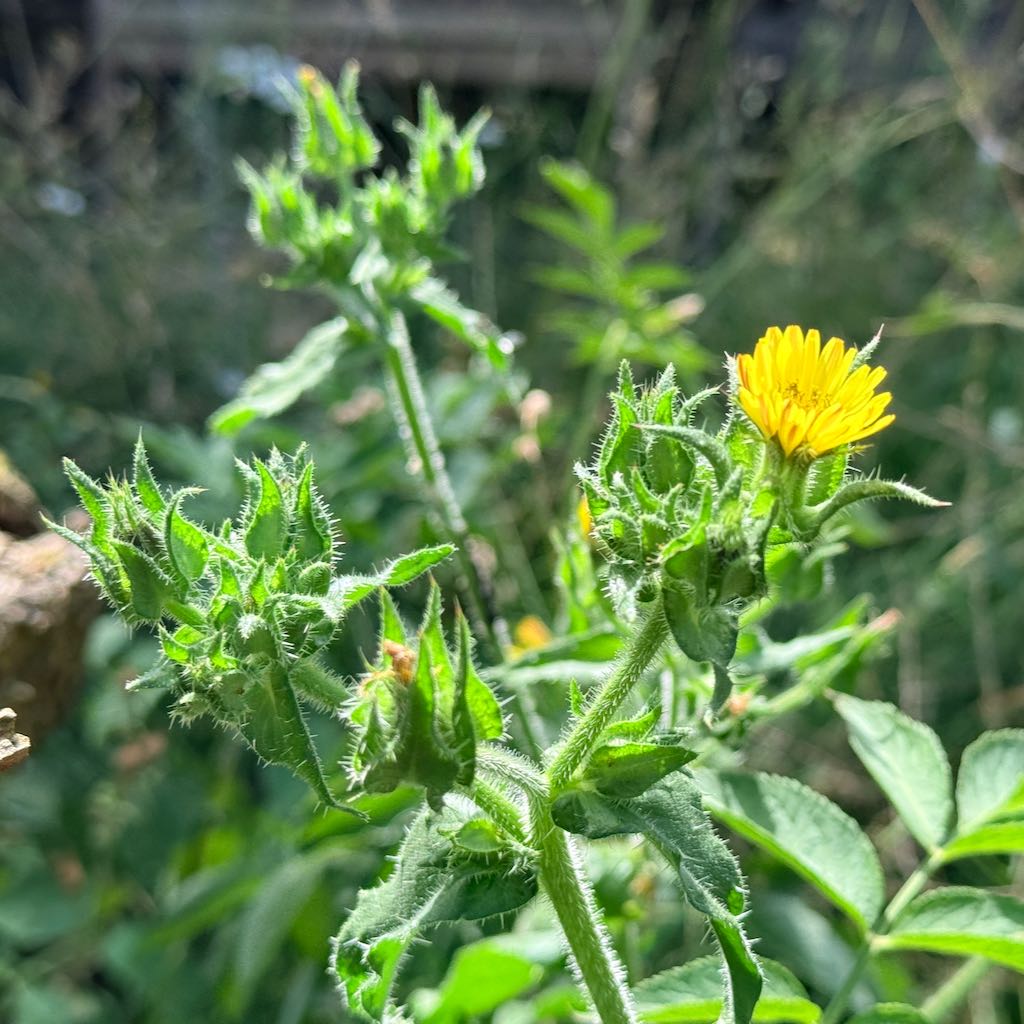 Bristly Oxtongue
