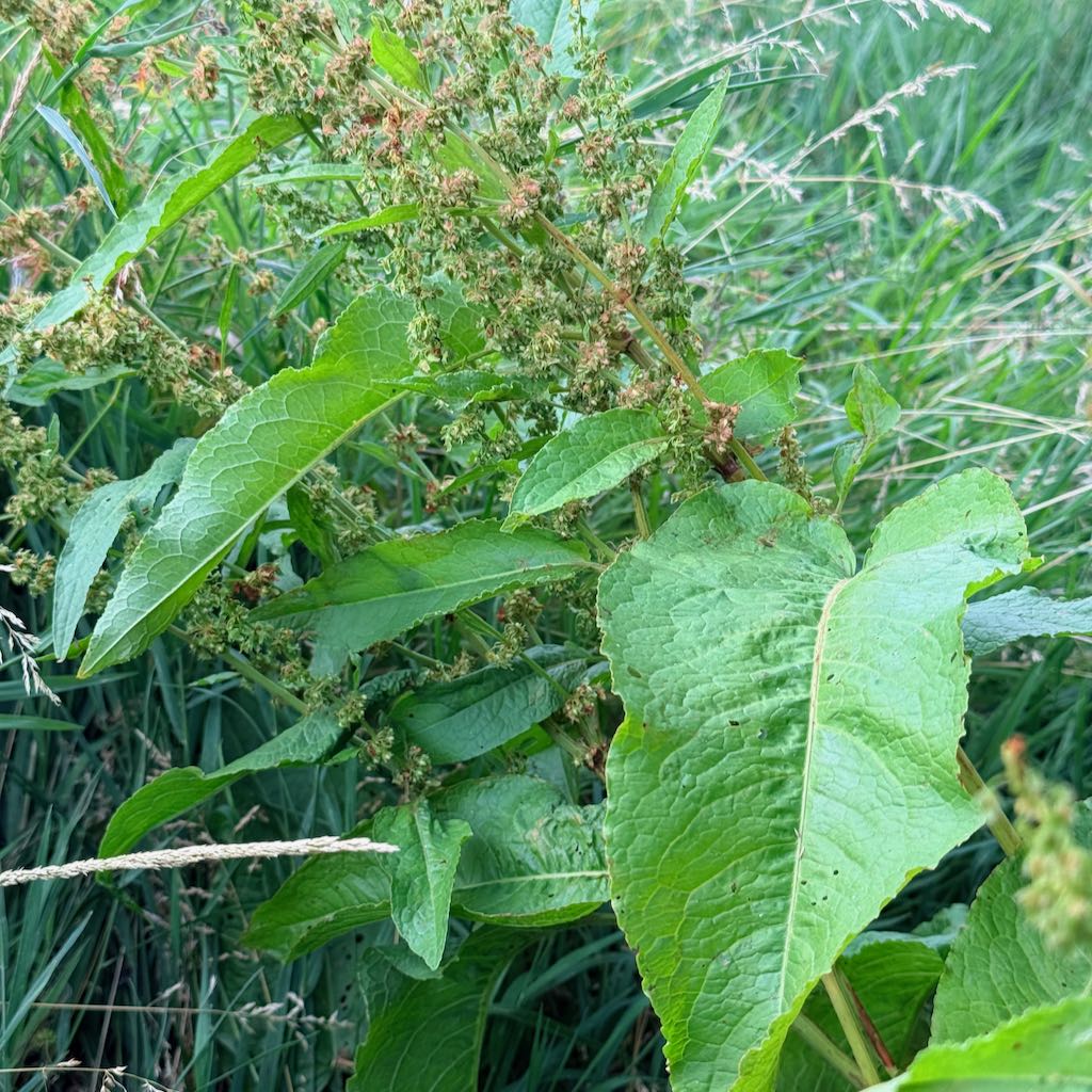 Broad Leaved Dock