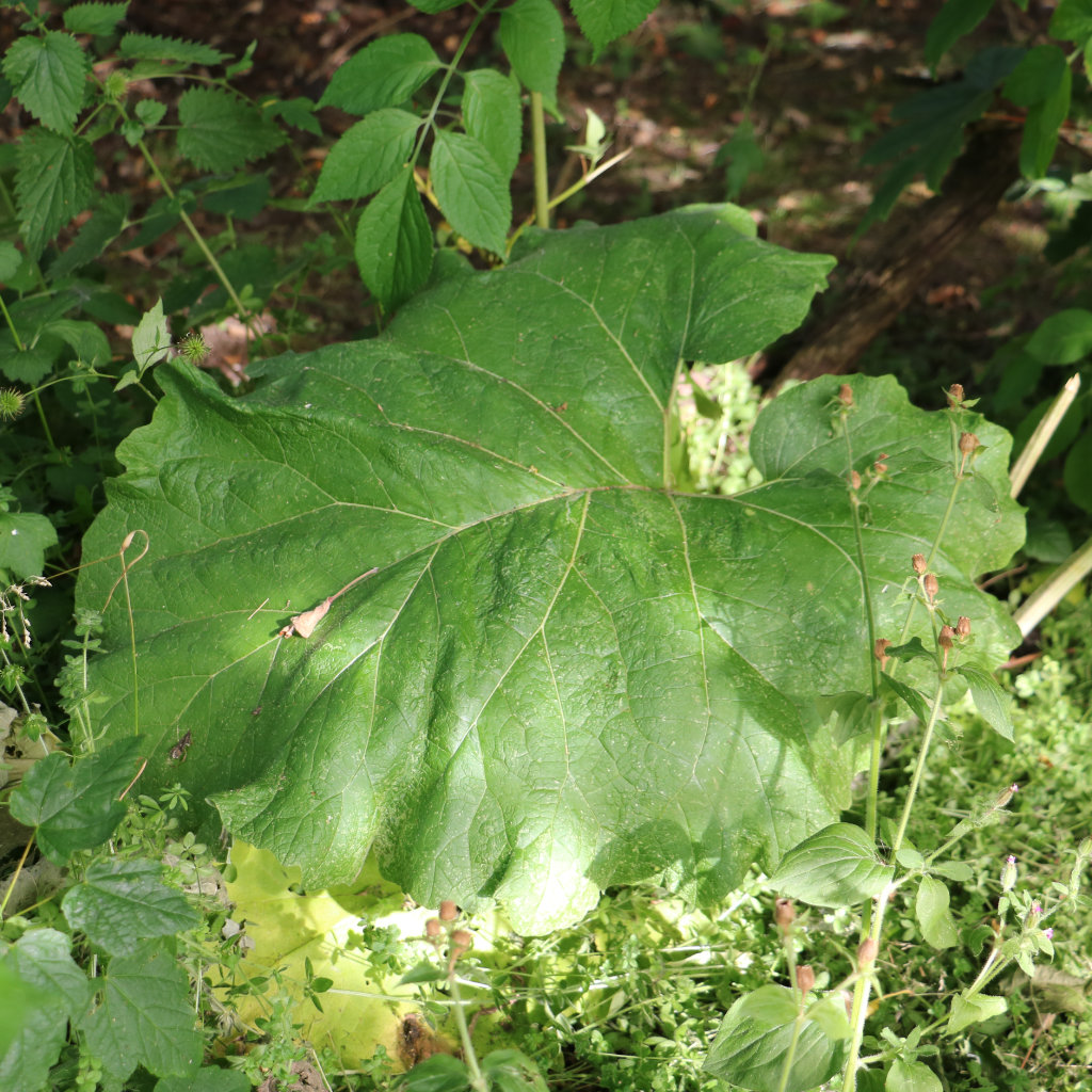 Common Burdock