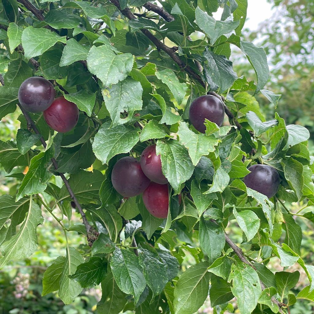 Cherry Plum
