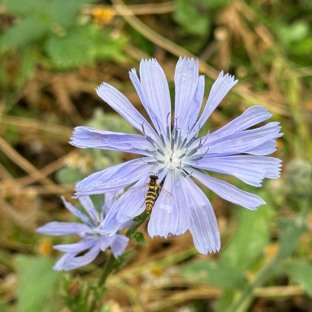 Chicory