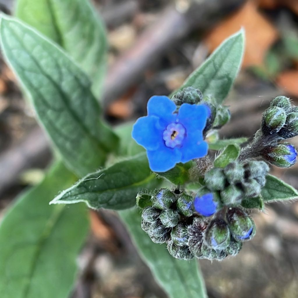 Chinese Forget-me-not
