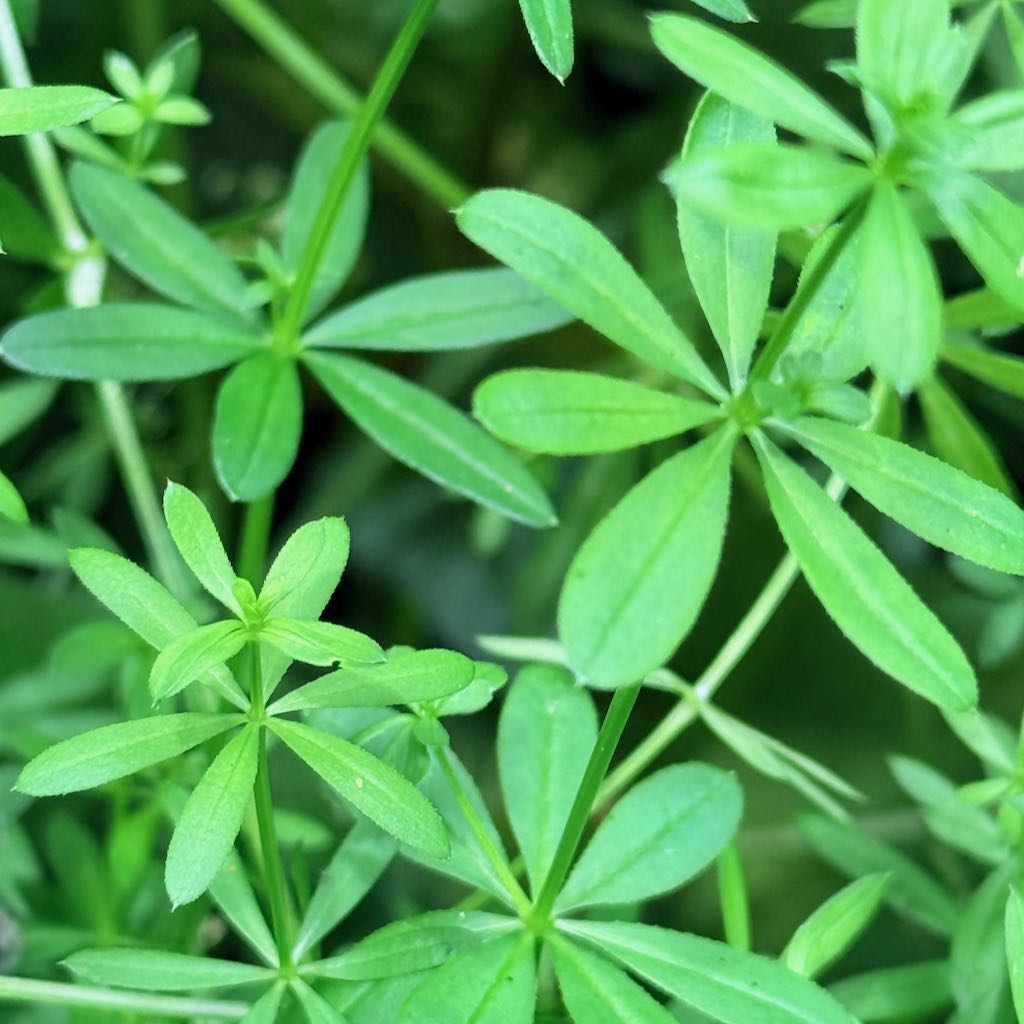 Cleavers
