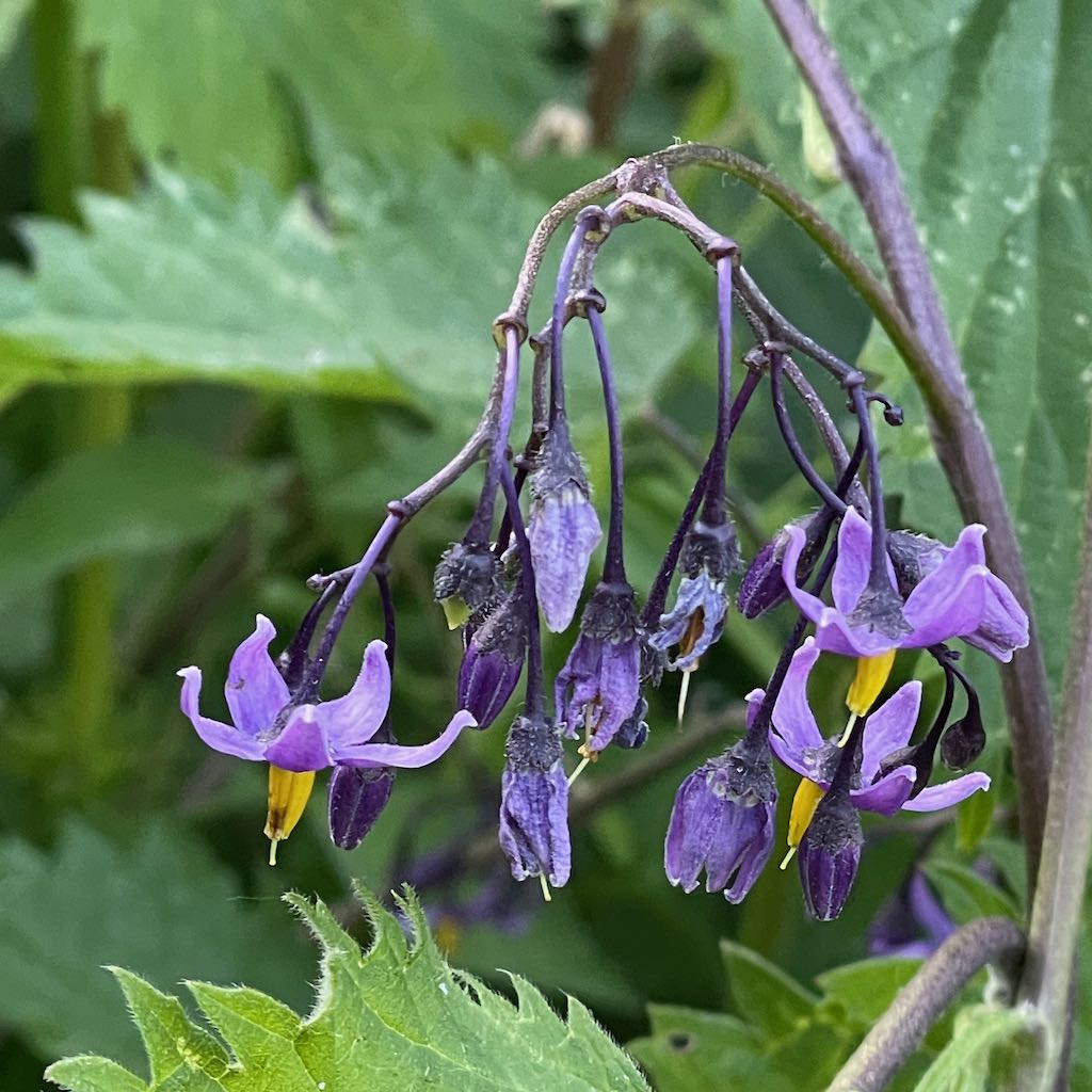 Climbing Nightshade