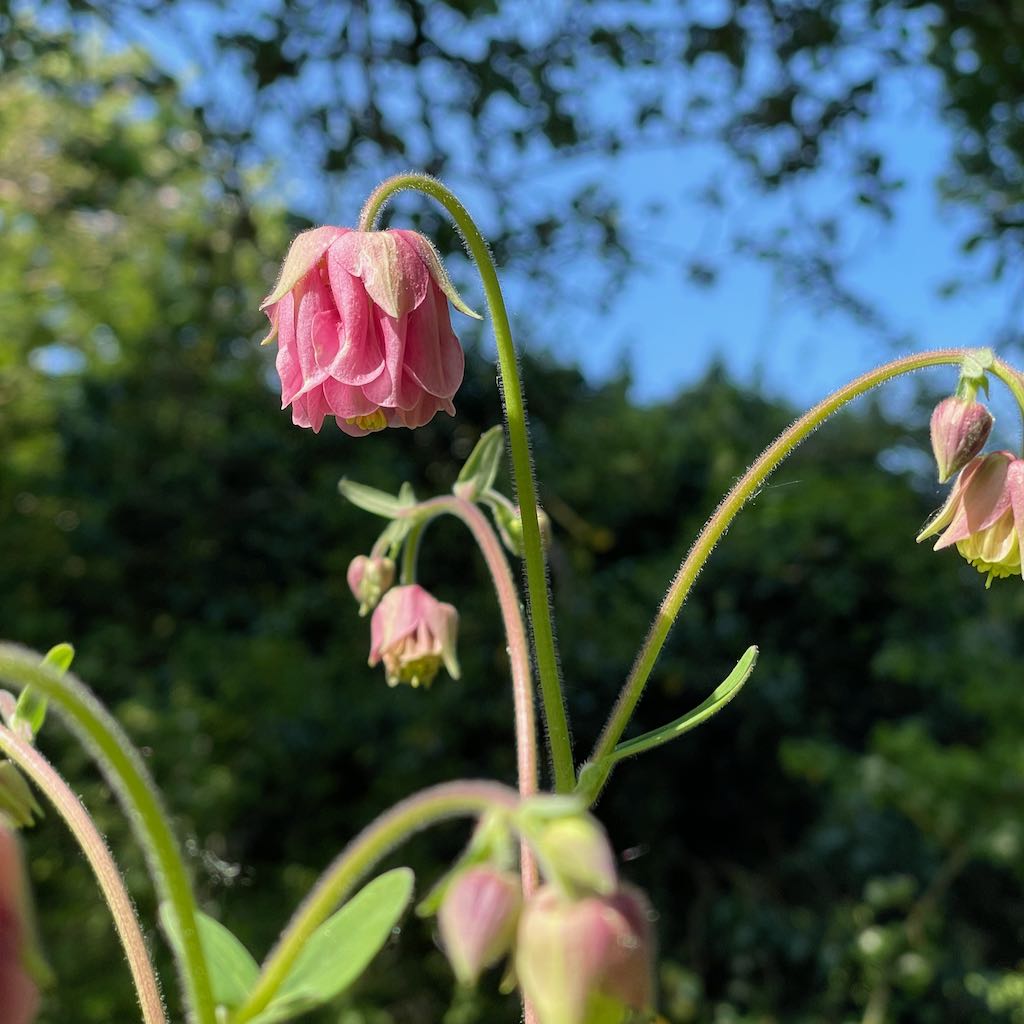 Columbine