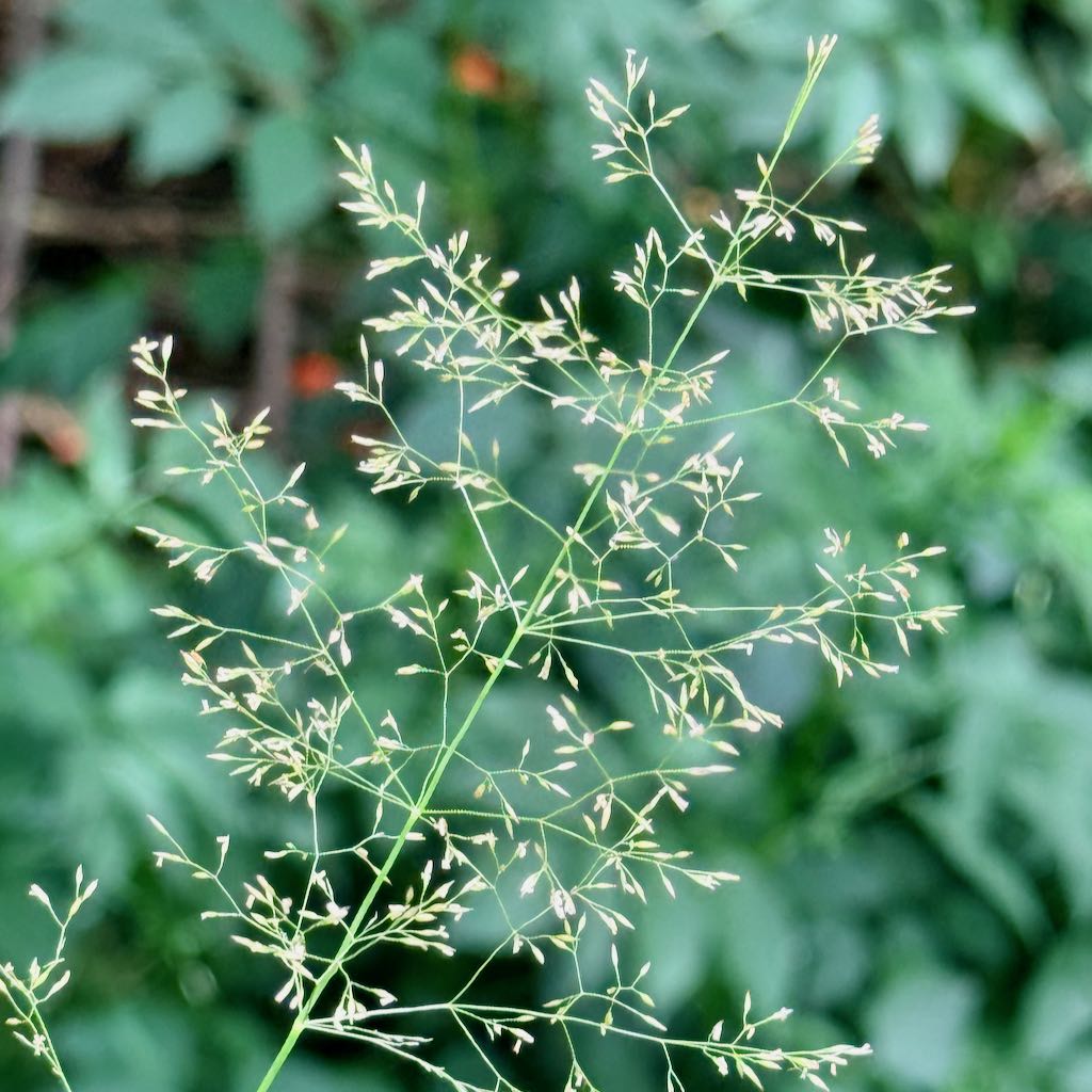 Common Bent