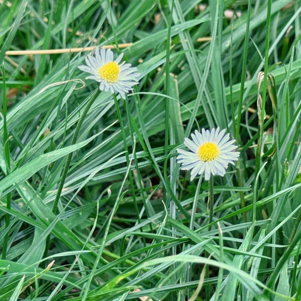 Common Daisy