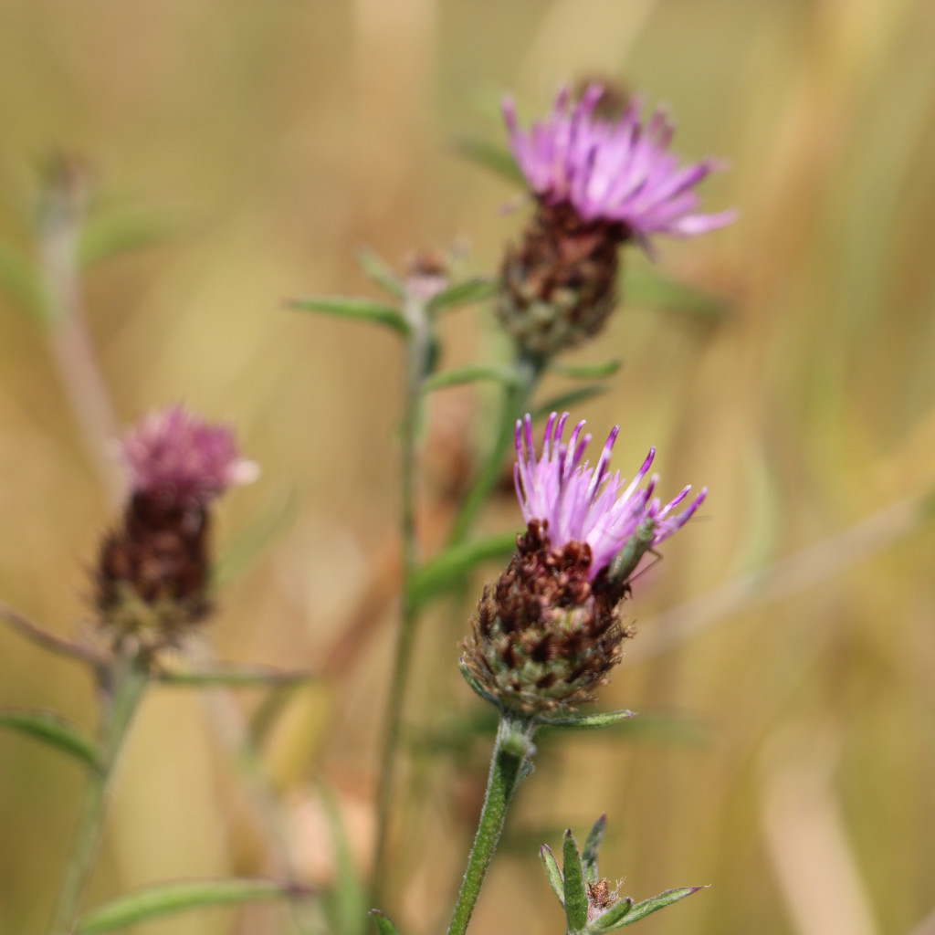 Common Knapweed