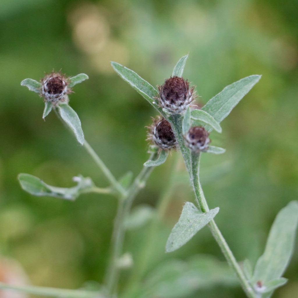 Common Knapweed