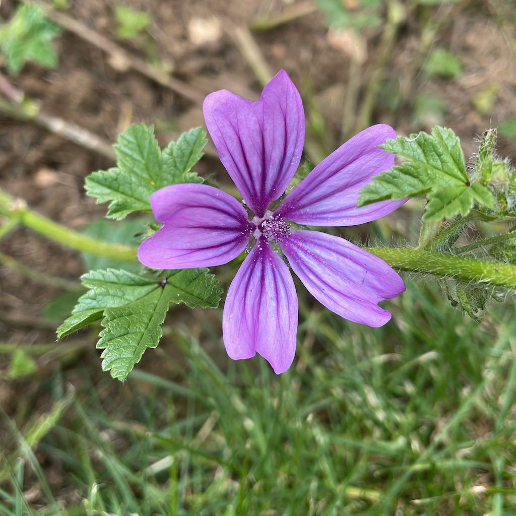 Common Mallow