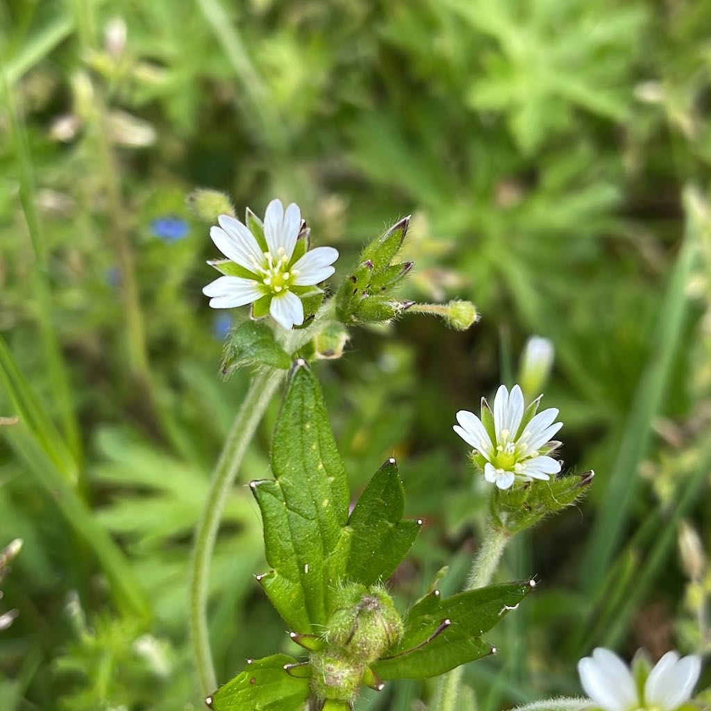 Mouse-ear Chickweed