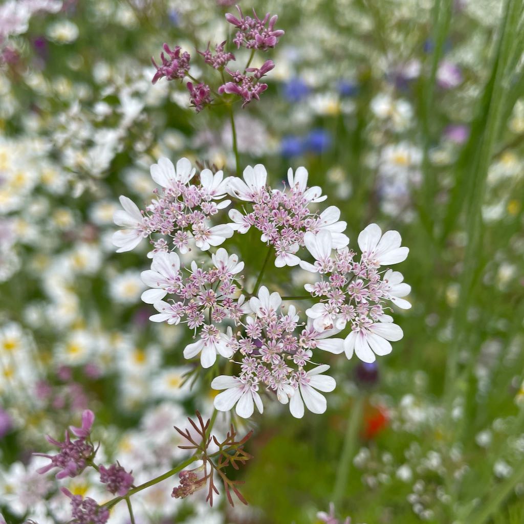 Coriander