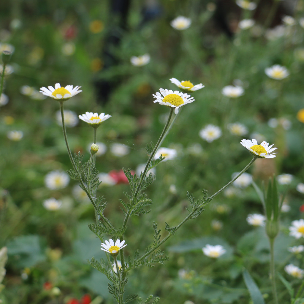 Corn Chamomile