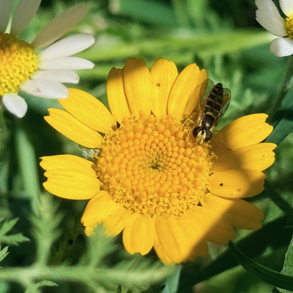 Corn Marigold