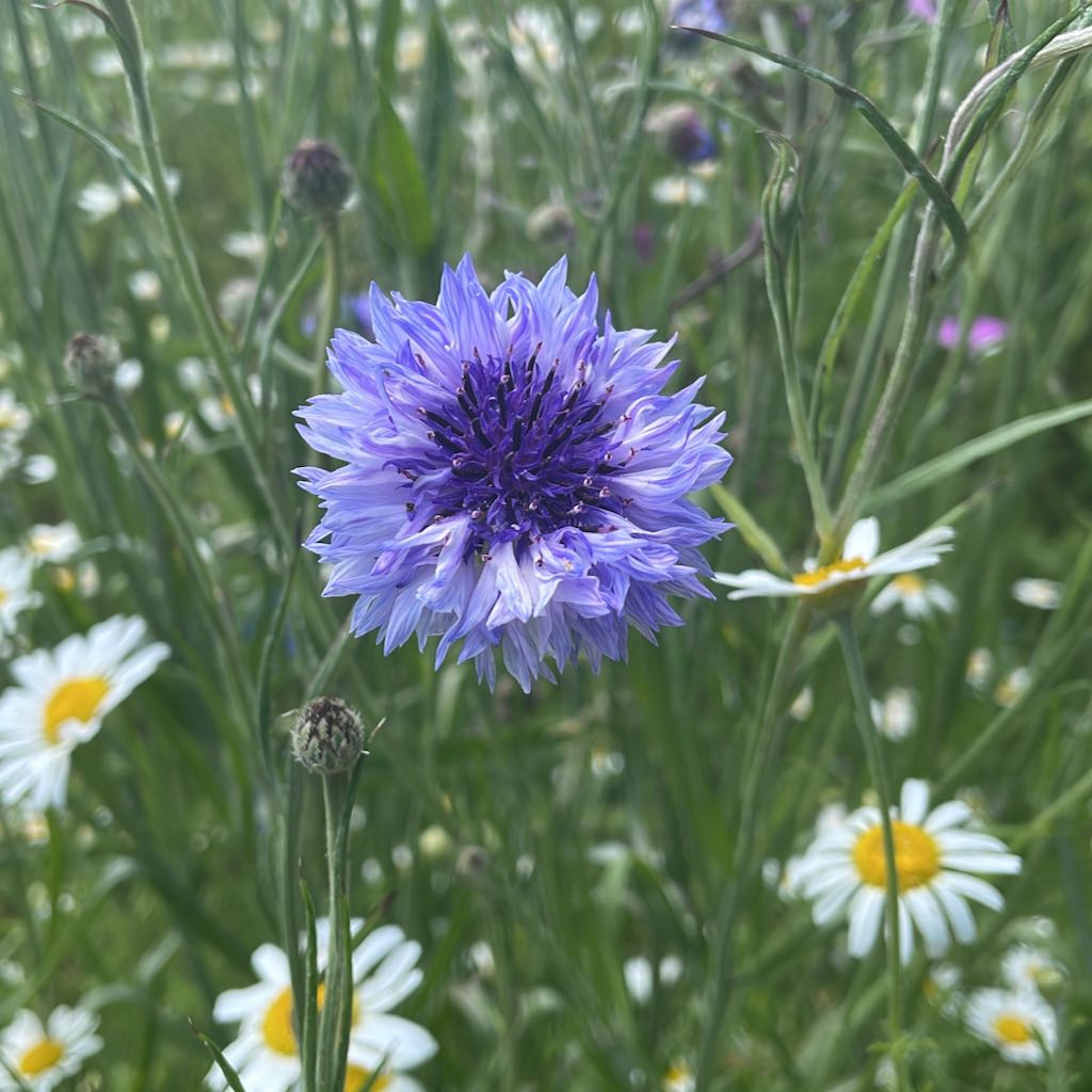Cornflower