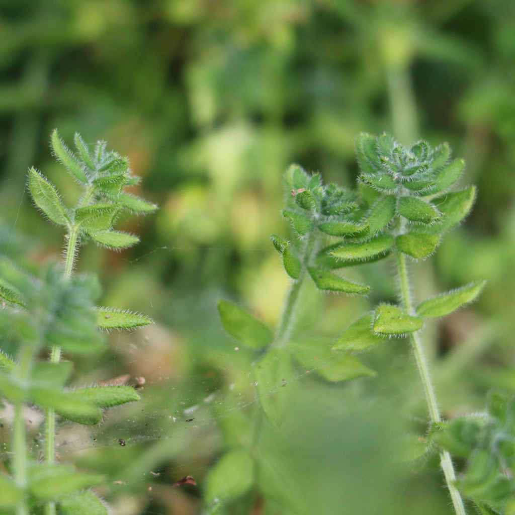 Crosswort