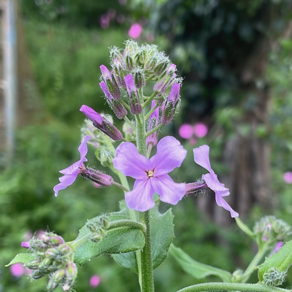 Dame’s Violet