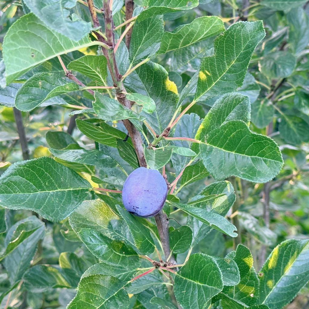 Damson