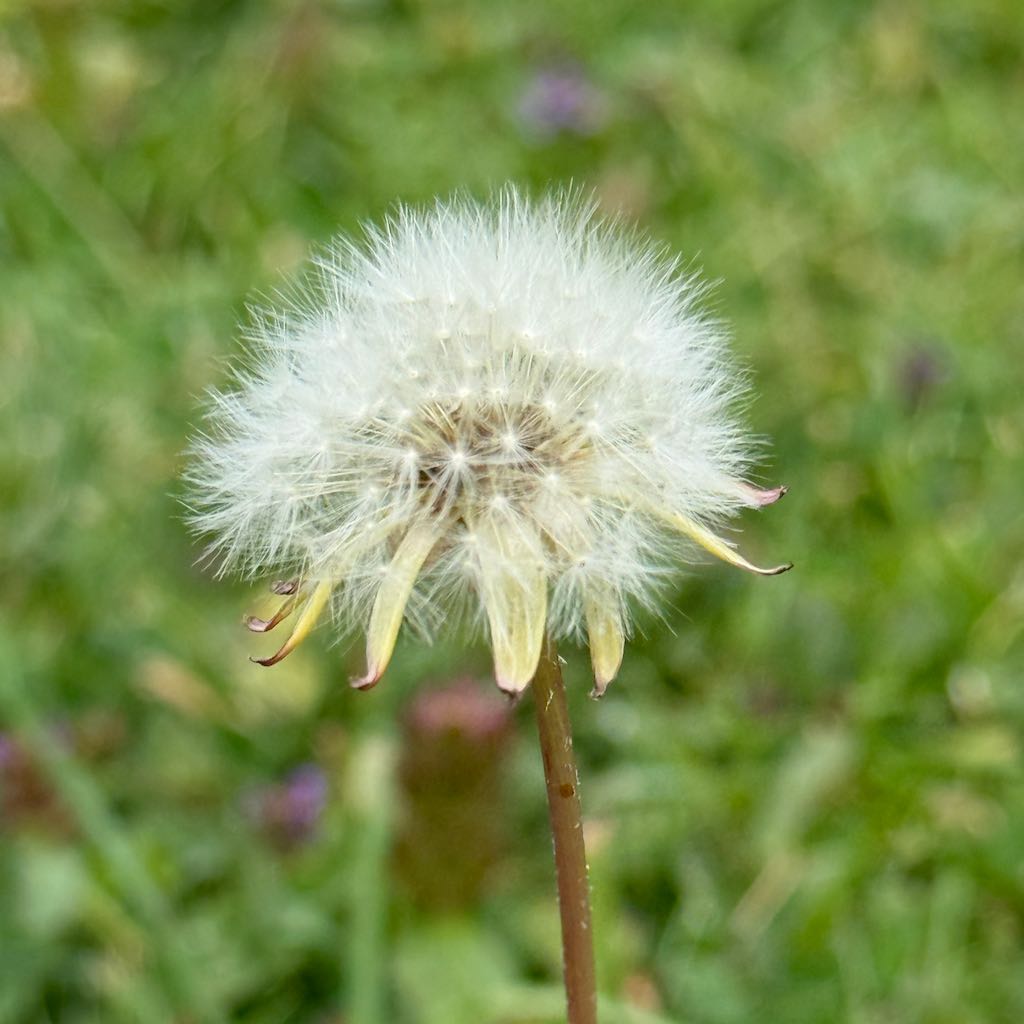 Common Dandelion