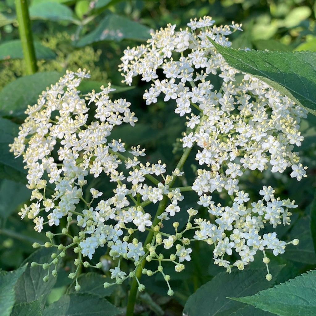 Common Elder
