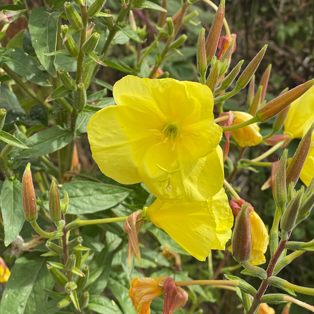 Evening Primrose