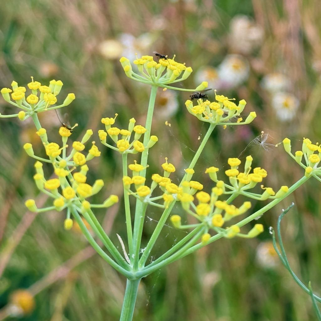 Fennel