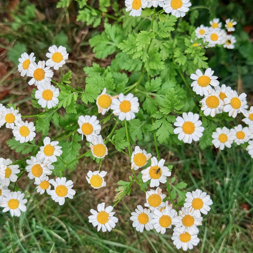 Feverfew