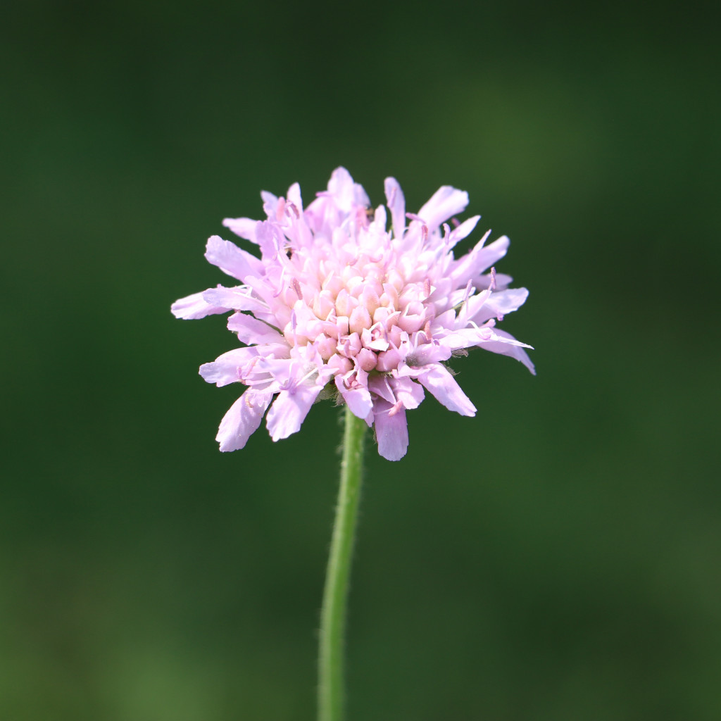 Field Scabious