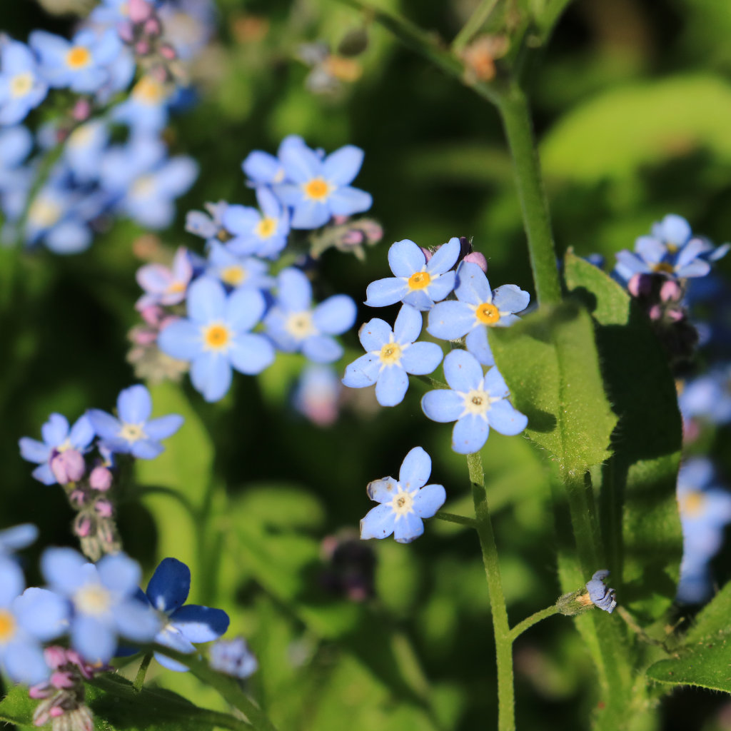 Forget-me-not