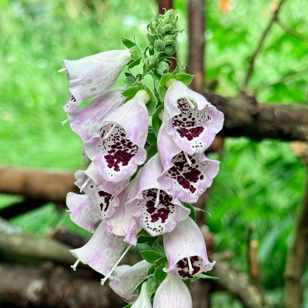 Foxglove