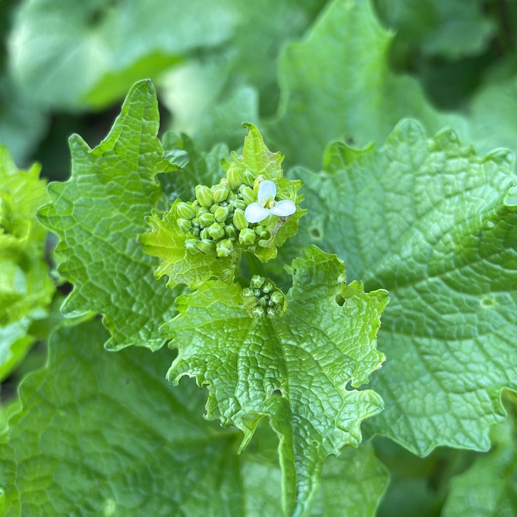 Garlic Mustard