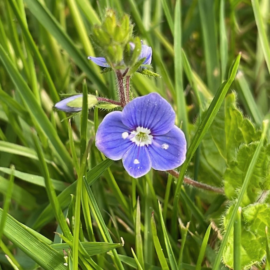 Germander Speedwell