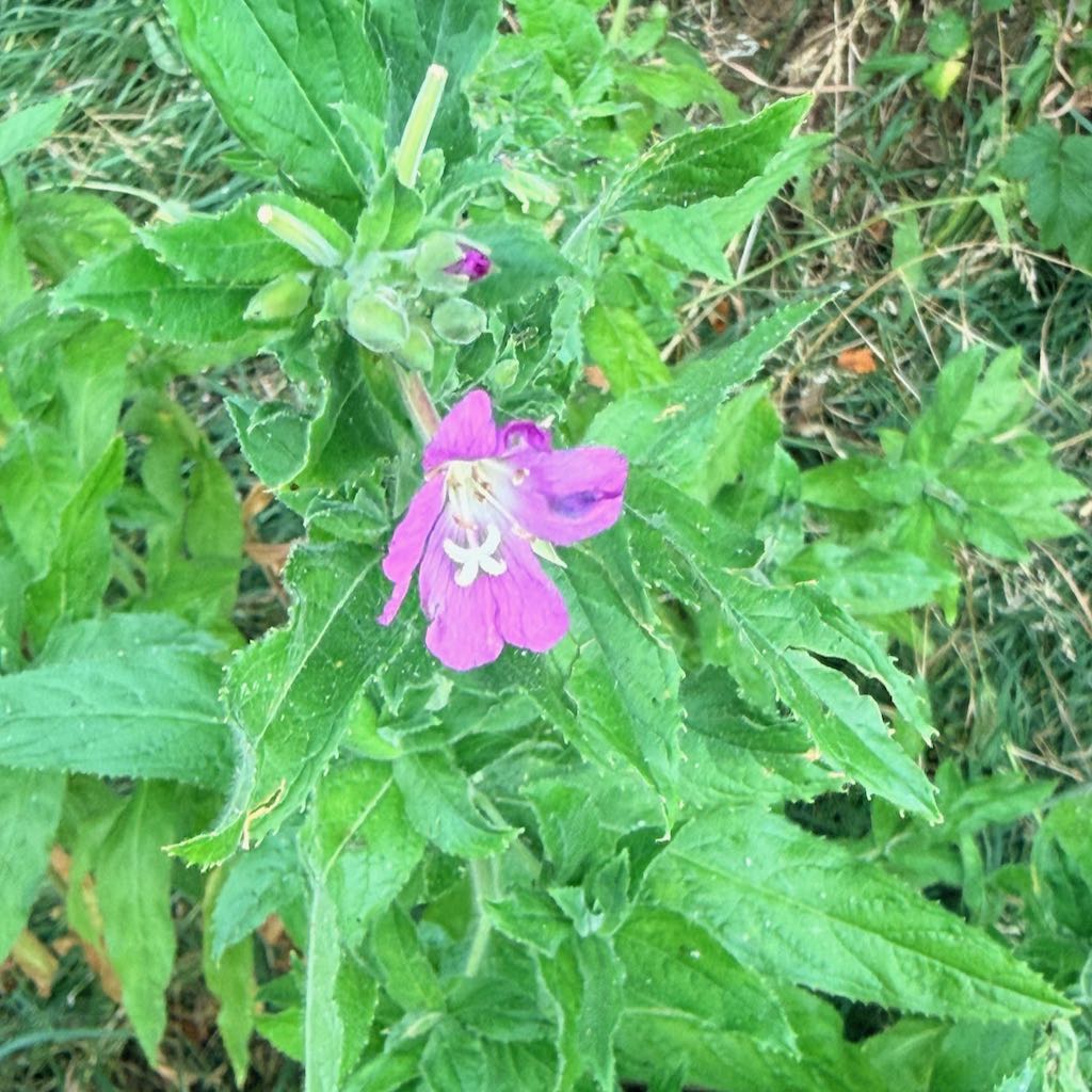 Great Hairy Willowherb