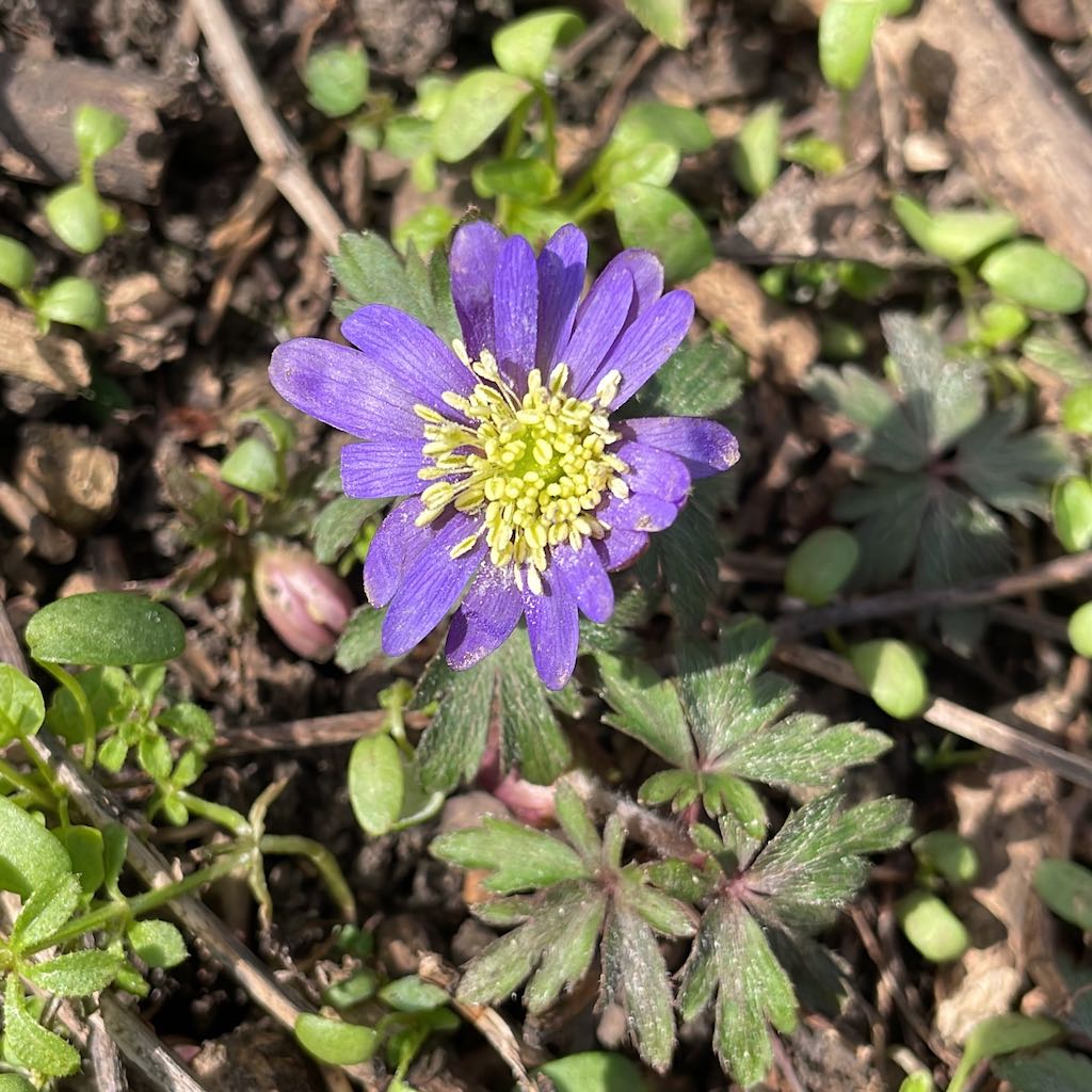 Greek Anemone