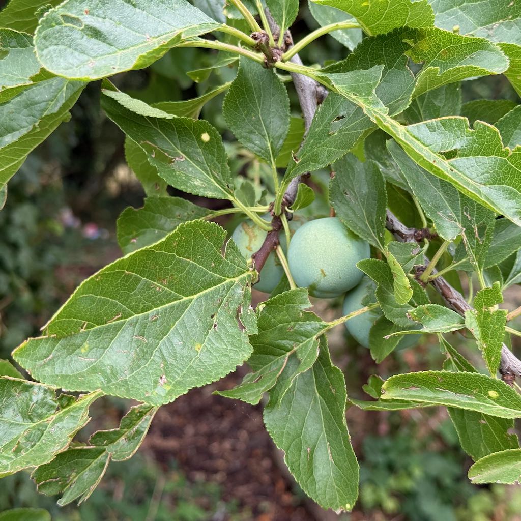 Greengage