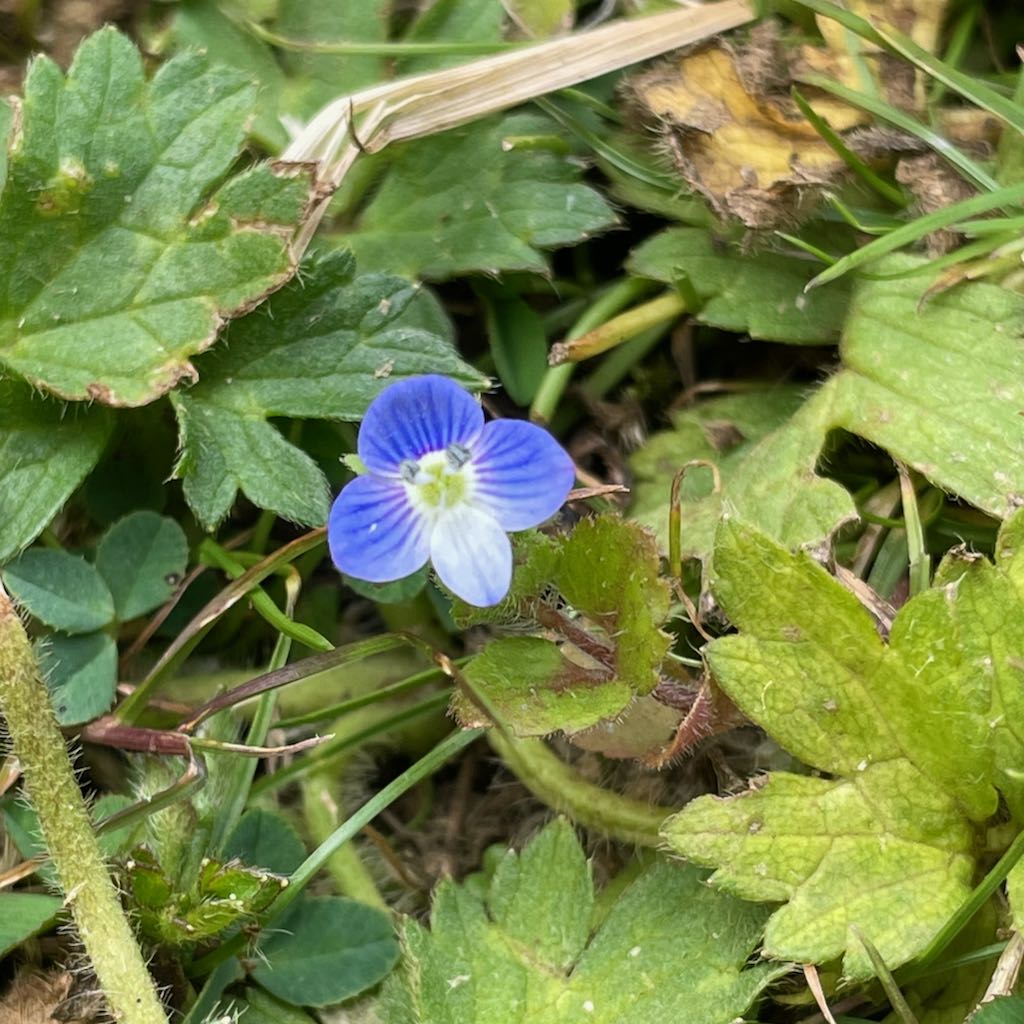 Grey Field Speedwell